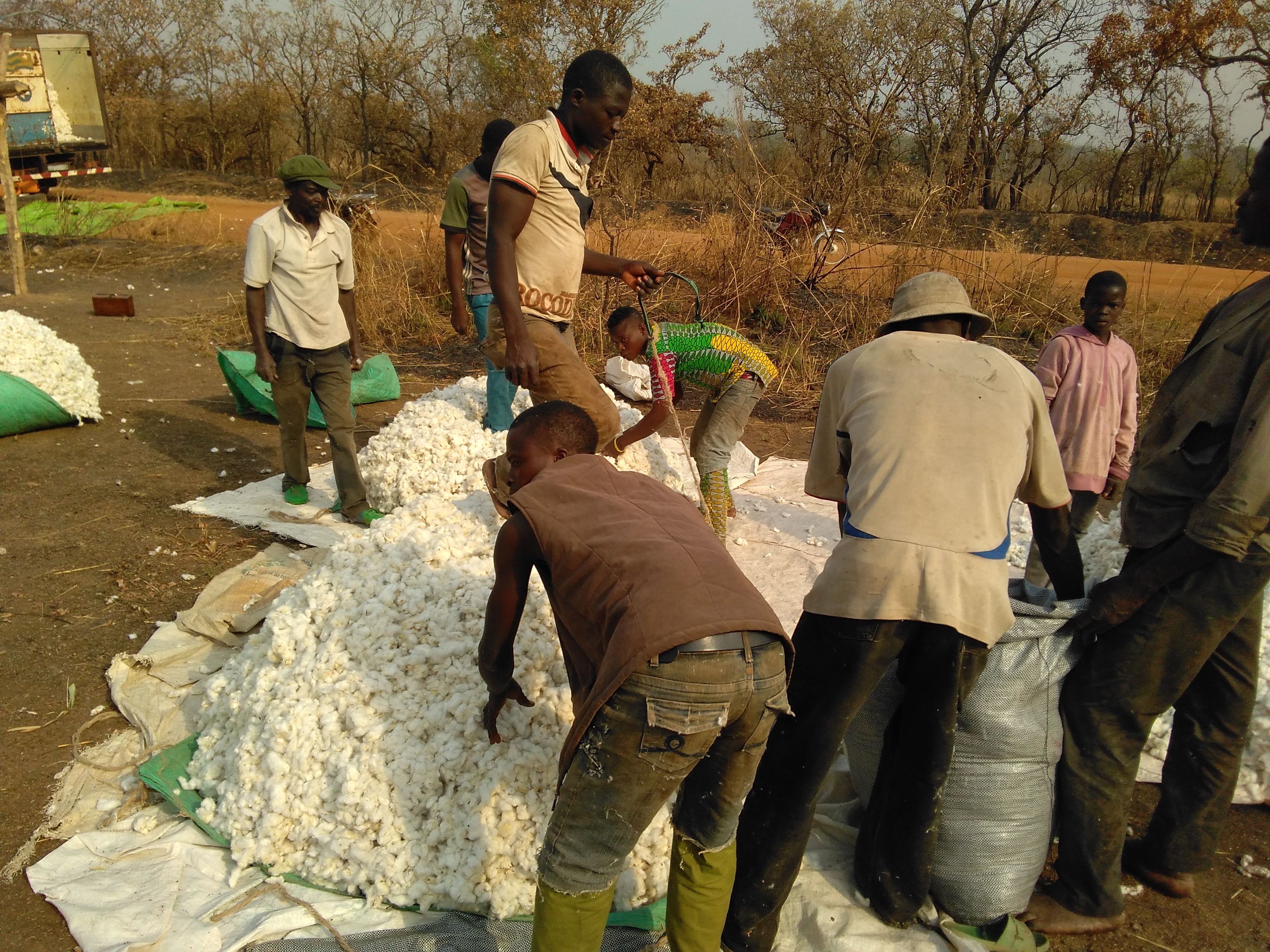 Début des collectes de coton dans la zone KABOLI (région centrale du Togo)