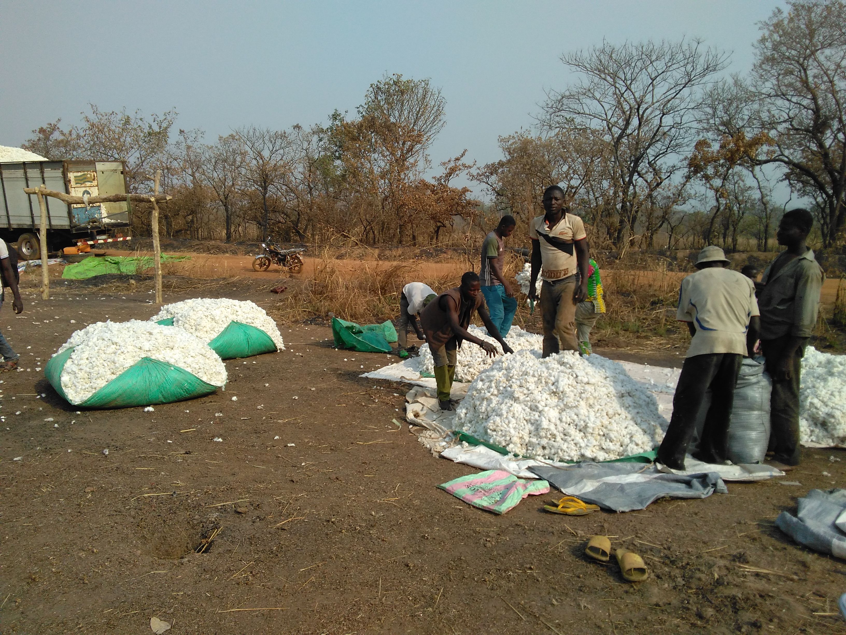 Début des collectes de coton dans la zone KABOLI (région centrale du Togo)