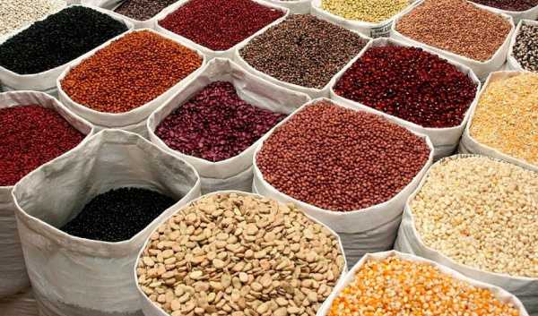 
          Togo : 6500 tonnes de semences sécurisées pour la campagne 2021-2022

