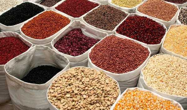 
          Togo : 6500 tonnes de semences sécurisées pour la campagne 2021-2022

