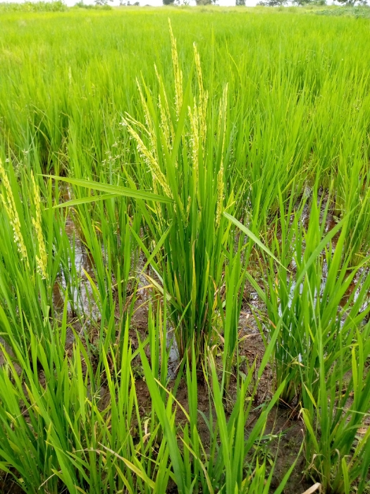 Vers un meilleur rendement pour la riziculture Togolaise avec la création des Variétés de riz hybride typiquement Togolais