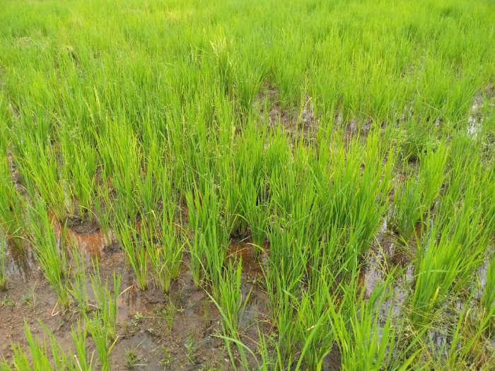 Vers un meilleur rendement pour la riziculture Togolaise avec la création des Variétés de riz hybride typiquement Togolais