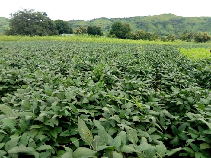 Contrôle des parcelles de Soja bio.