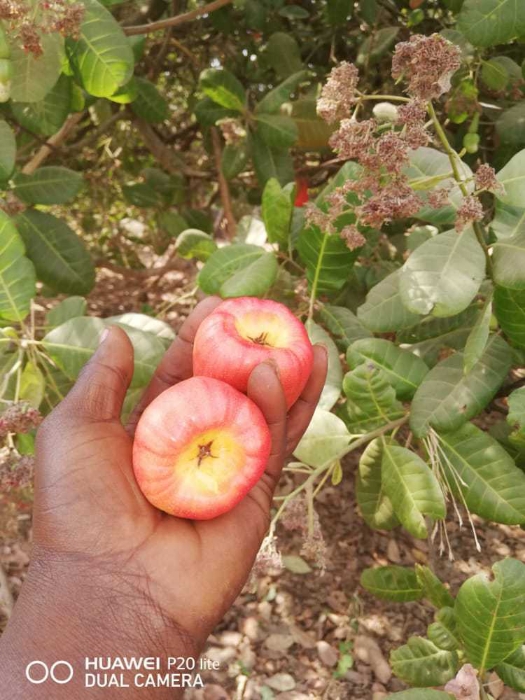 Pomme de cajou+lait = Substance mortelle,mythe ou réalité