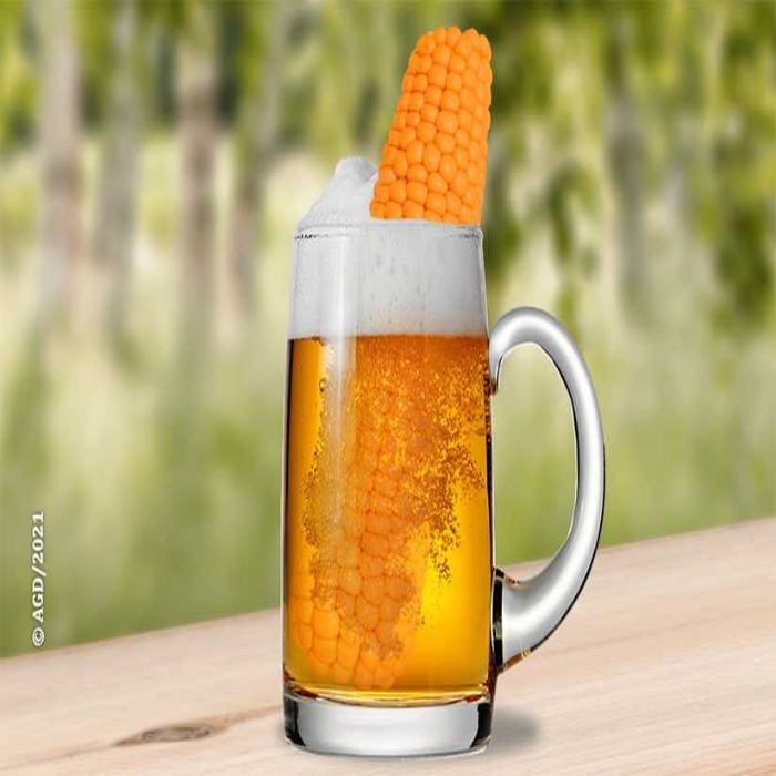 
          Faut-il fabriquer de la bière à base du maïs ?