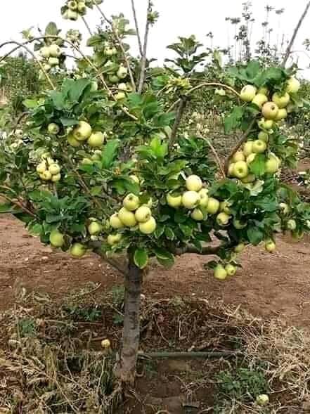 
          Behahenou