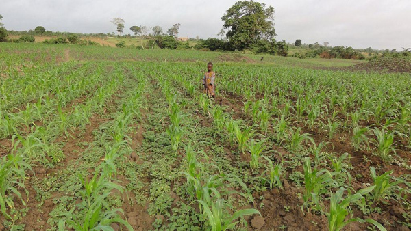 
           Panorama de l’agriculture au Togo : aujourd’hui et demain… 