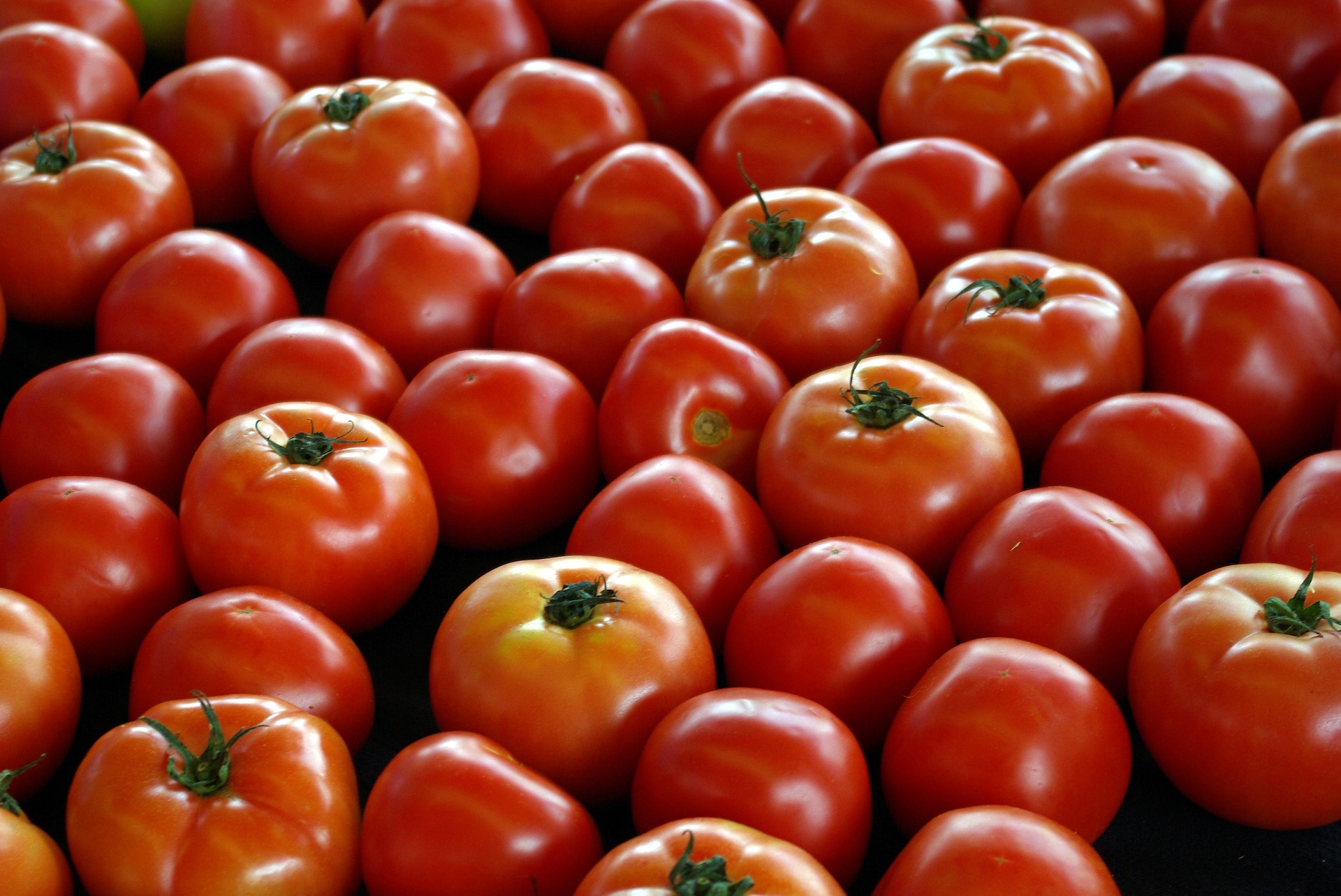 
           Dangote investit dans une serre de plants de tomate à Kano au Nigeria 