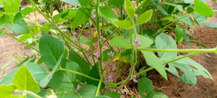 PERIODE DE FLORAISON
