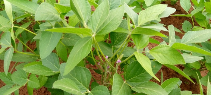 PERIODE DE FLORAISON