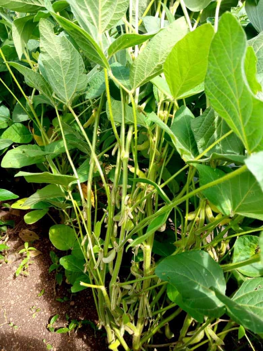 PERIODE DE FLORAISON ET APPARITION DES GOUSSES