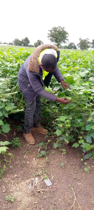 Usage des produits de synthèse, herbicide, insecticide. Comment respecter les fréquences de traitement pour optimiser le rendement ?