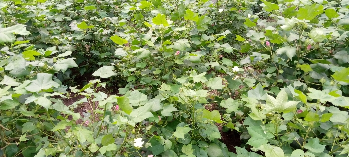 Usage des produits de synthèse, herbicide, insecticide. Comment respecter les fréquences de traitement pour optimiser le rendement ?