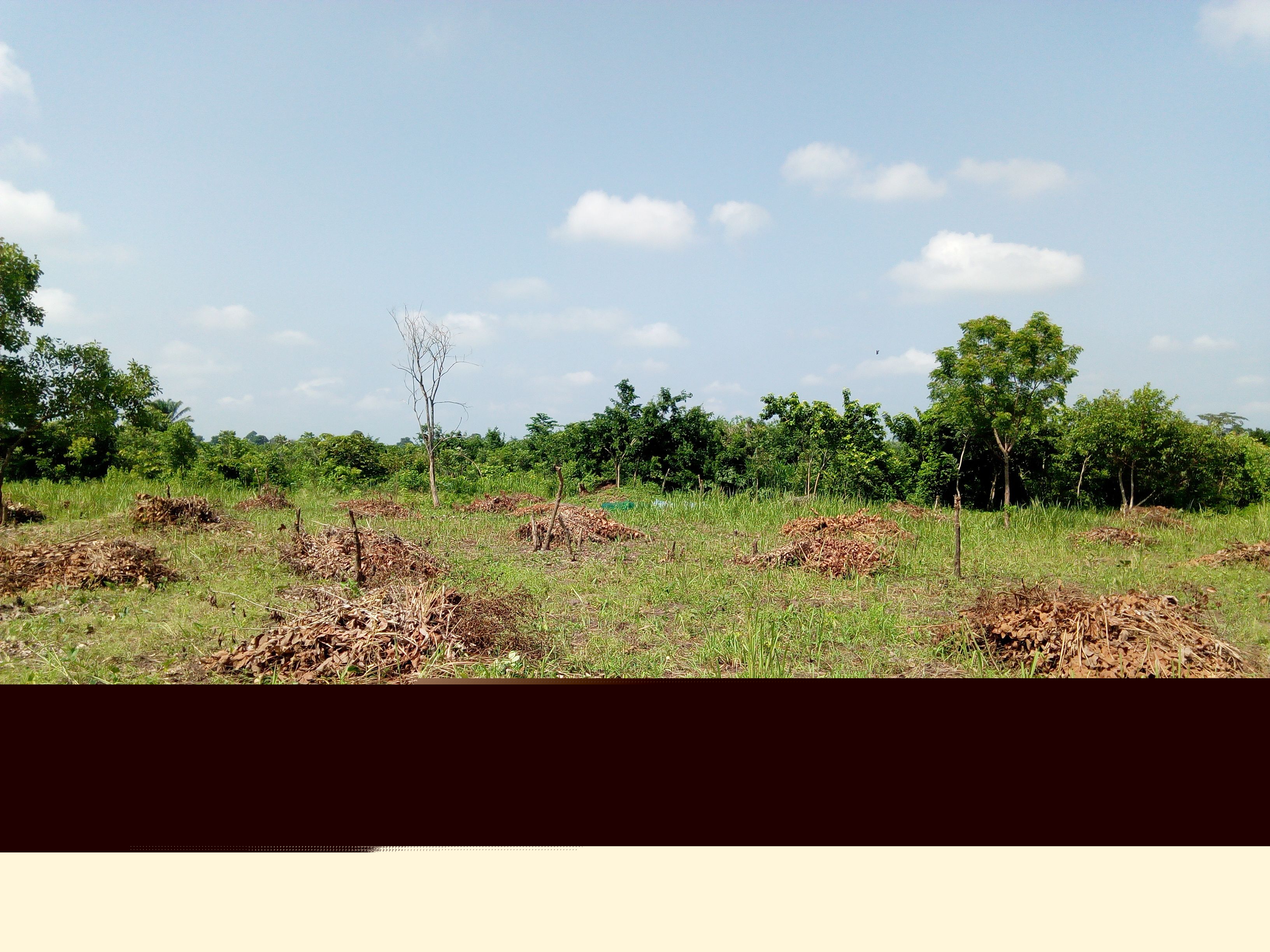 Koulinga 