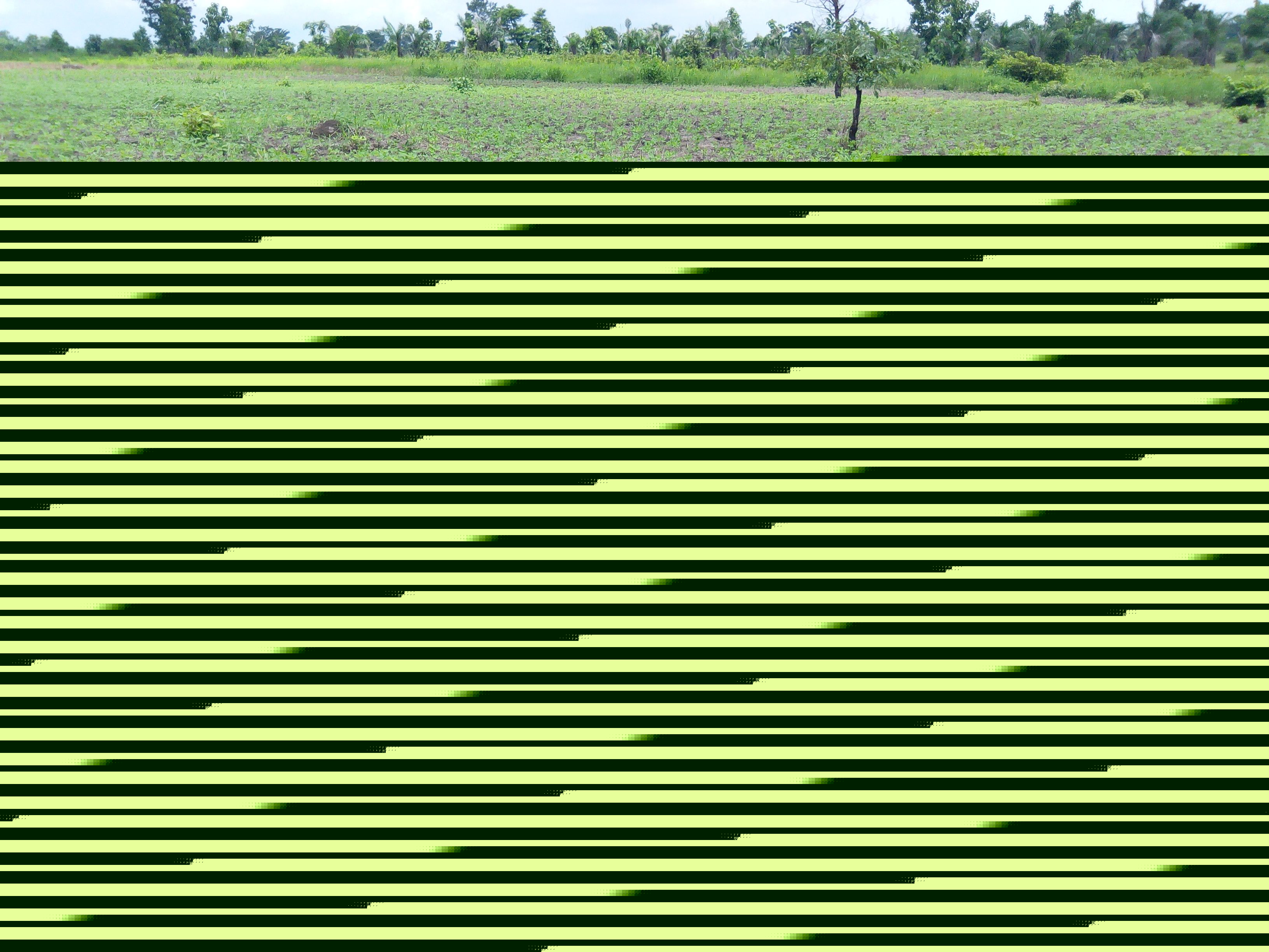 
          Koulinga 