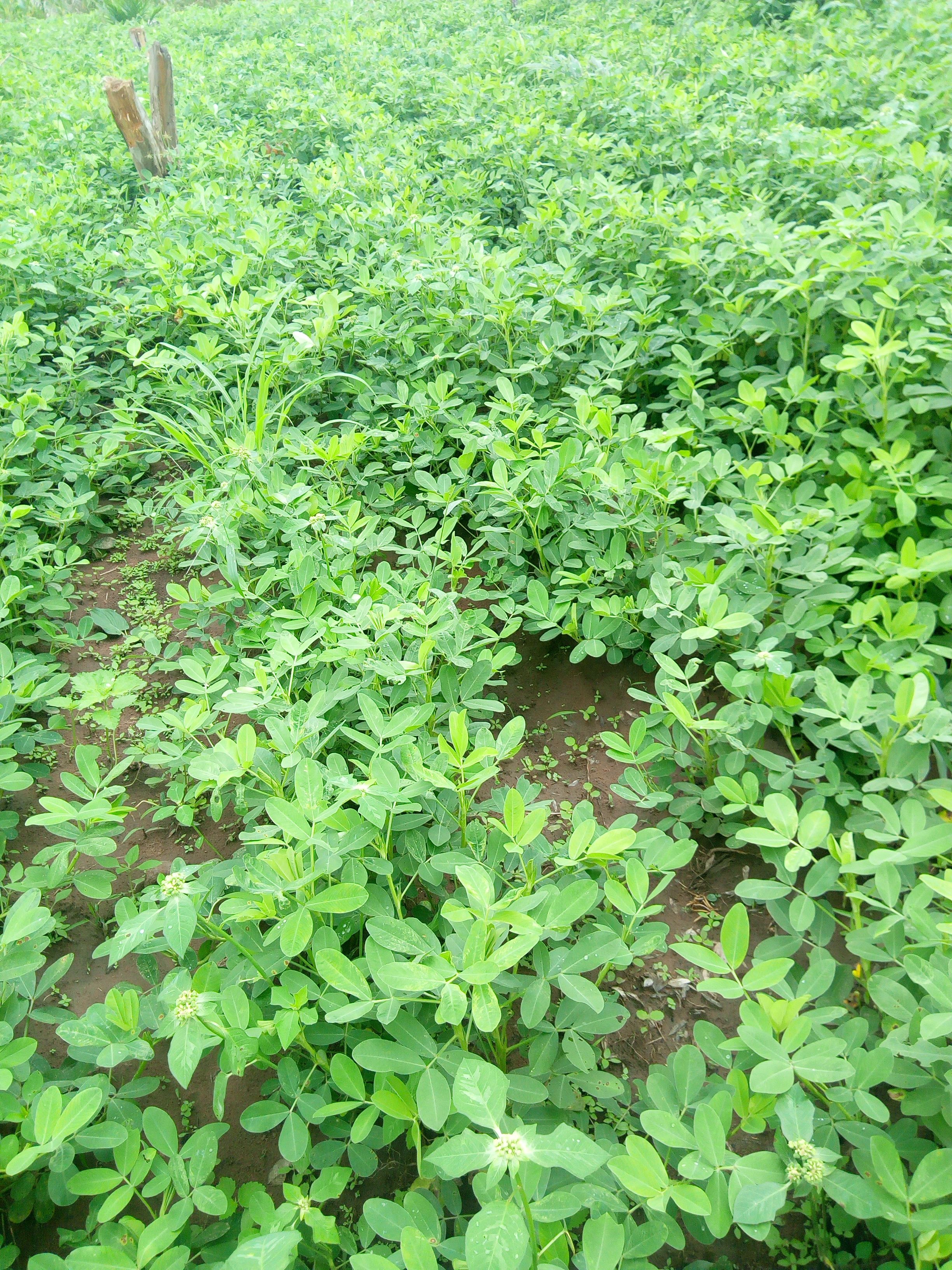 
          Koulinga 