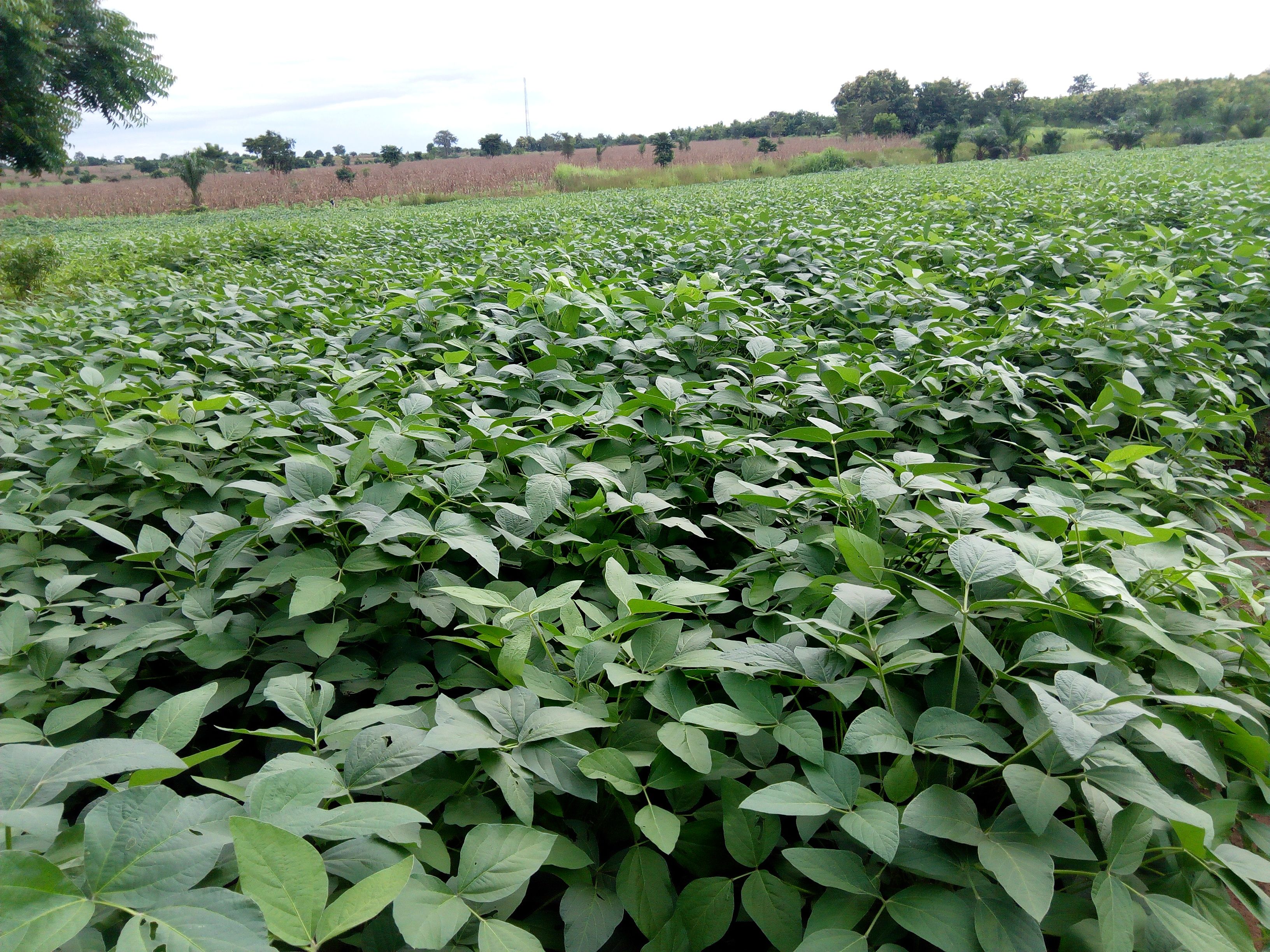 
          Koulinga 