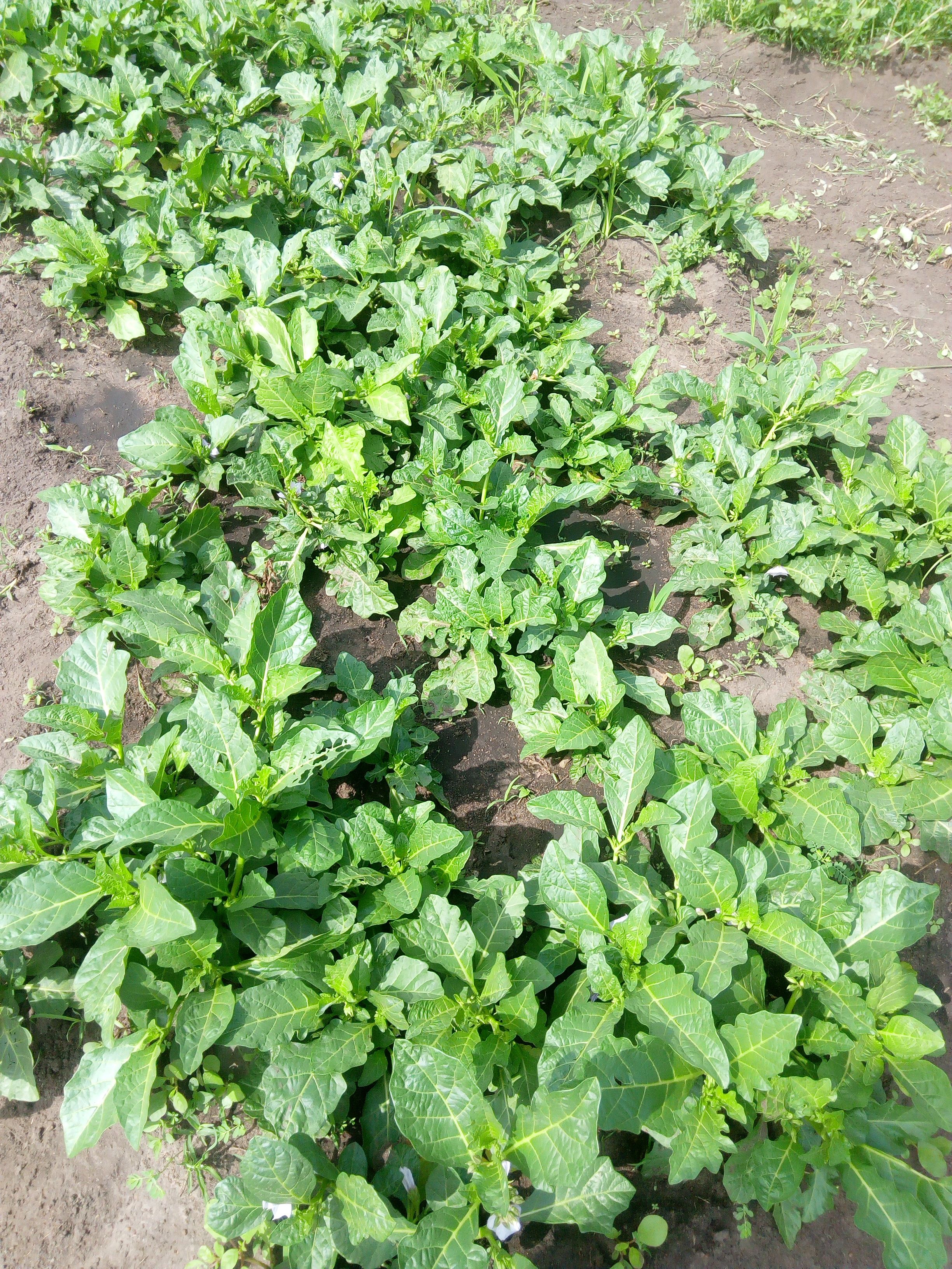 
          Koulinga 