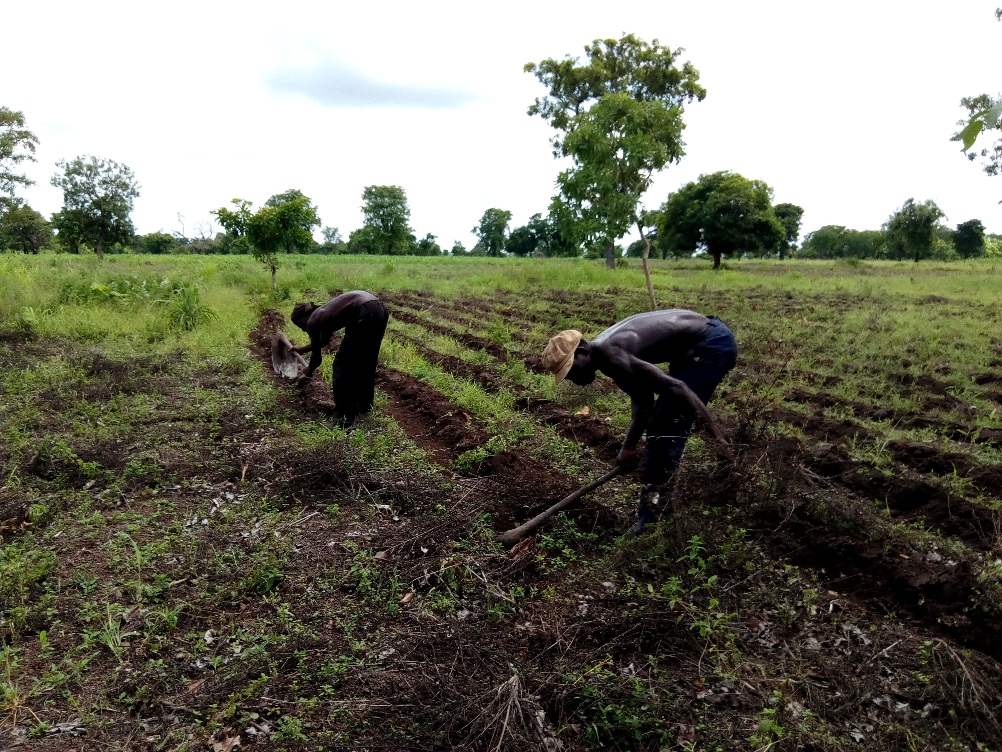 Phase audit parcellaire