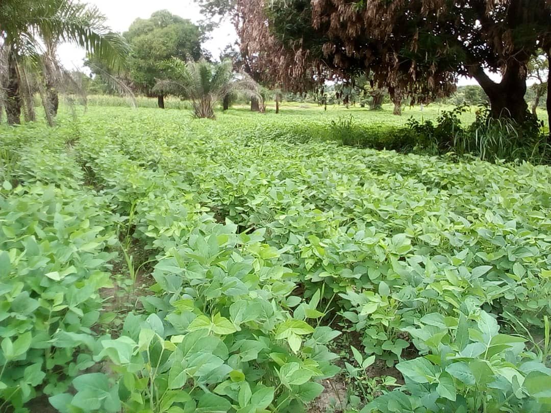 Soycain Togo/ centrale