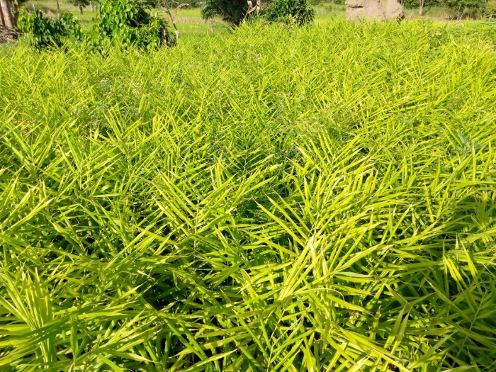 CI BLITTA/Soycain-Togo