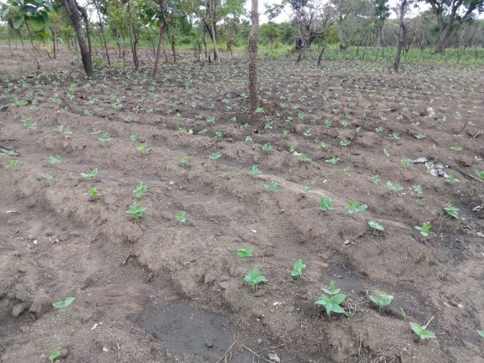 
          CI Blitta/ Soycain-Togo, région centrale