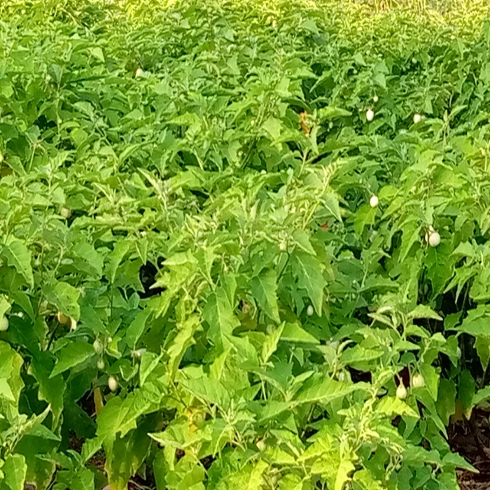 
          Aubergine un délicieux légume/fruit incontournable du potager
