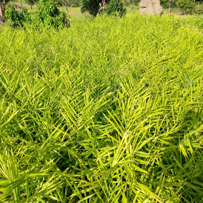 
          Culture du gingembre