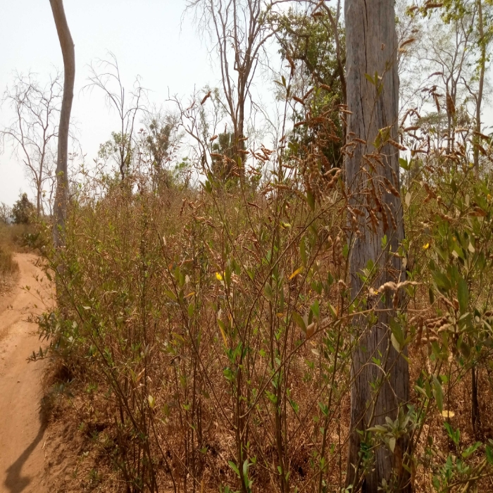 Pois d'Angole/ Région centrale du Togo