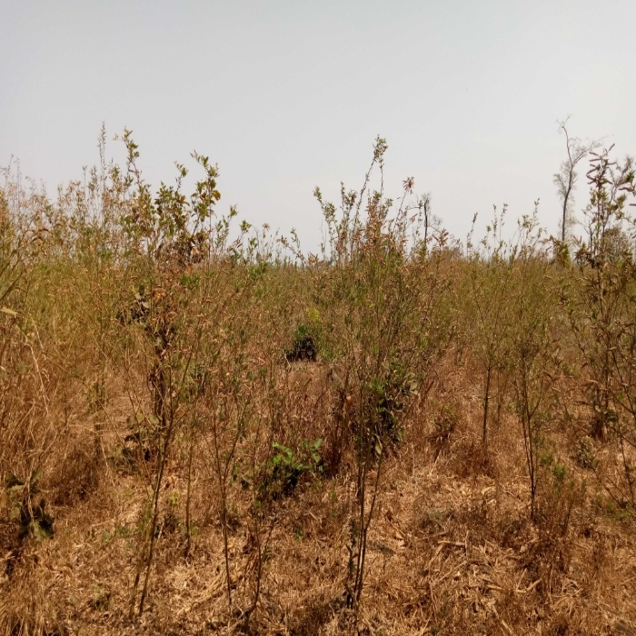 Pois d'Angole/ Région centrale du Togo