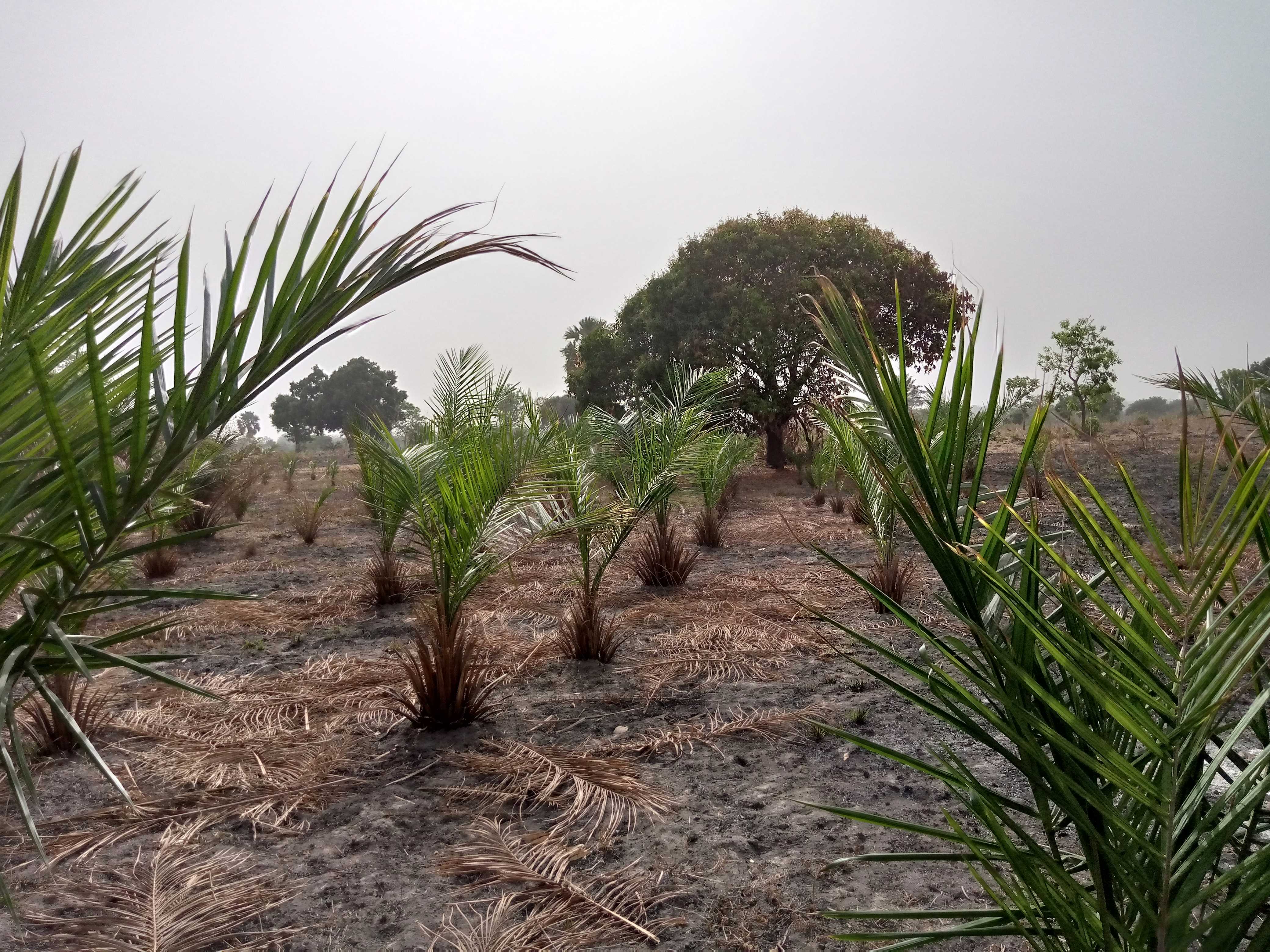 
          Plantation des palmiers