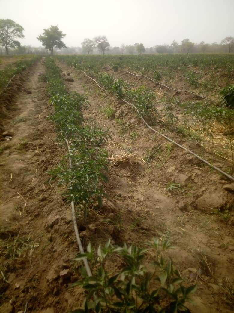 
          AGRICULTURE MODERNE