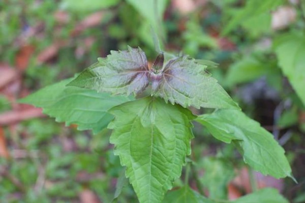 
          CHROMOLAENA ODORATA : PLANTE DE COUVERTURE EN AFRIQUE TROPICALE