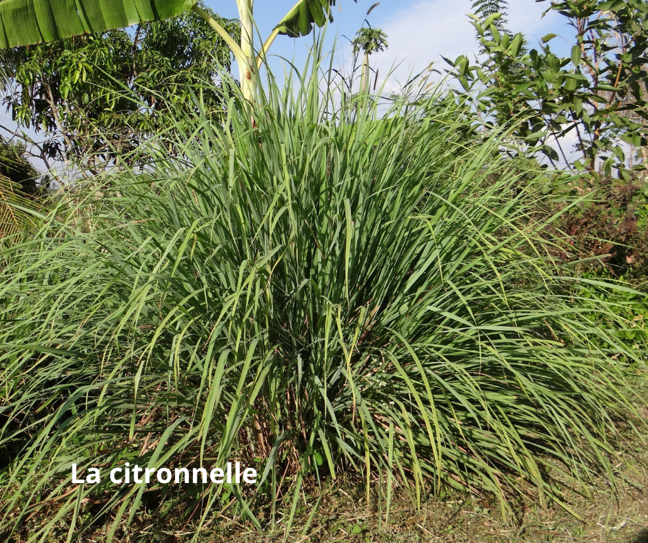 
          La citronnelle