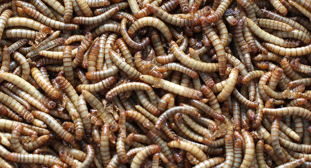 
           L'engrais à base d'insectes de Ÿnsect, une première mondiale 