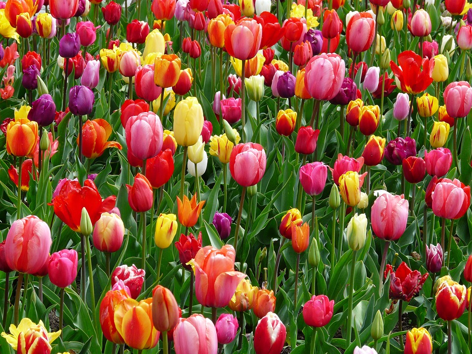 
          LA FLORICULTURE 