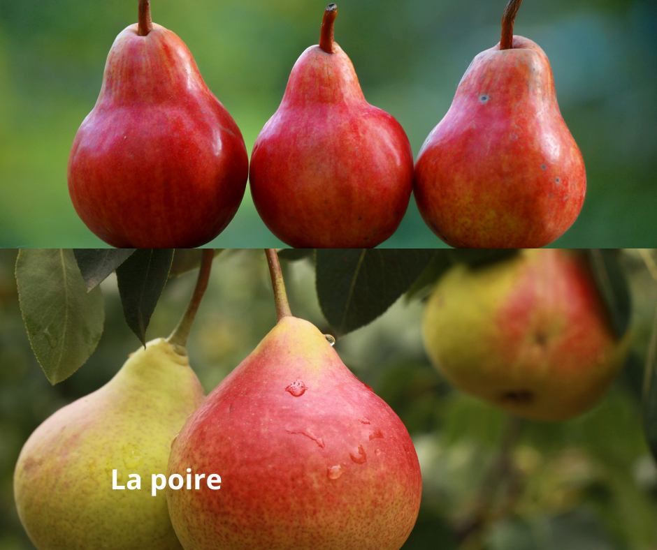 
          La poire