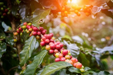 
           Redécouverte en Afrique de l’Ouest des variétés rares de café sauvage