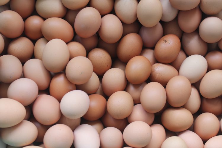 
          🚨LA CONTAMINATION VERTICALE DE L'OEUF🥚. QU'EST-CE QUE C'EST?🚨