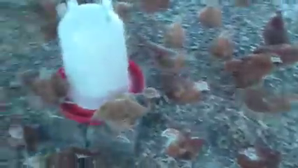 
          🚨CAS PRATIQUE AVEC LE Cocorik'o d'or  (SEMAINE 5) :🚨 Pourquoi Déparasiter ses poules?🐔 ?