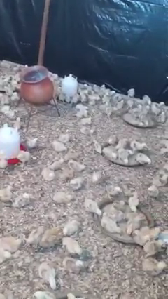 
          🚨CAS PRATIQUE : #Jour12 dans la poussinière chez LE Cocorik'o d'or.