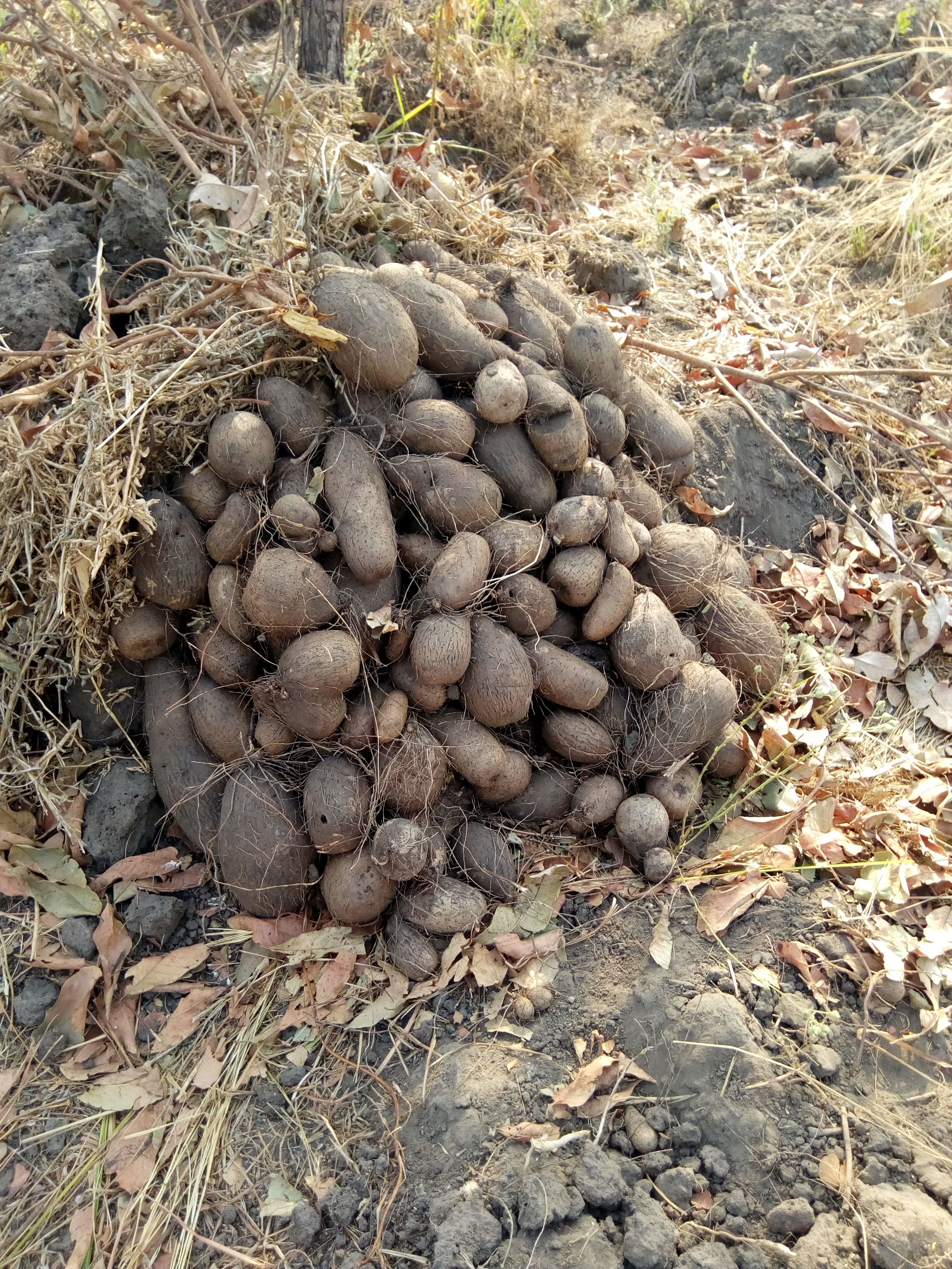 Mendouna