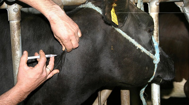 
          Les dangers sanitaires associés à l’alimentation animale: Les médicaments vétérinaires