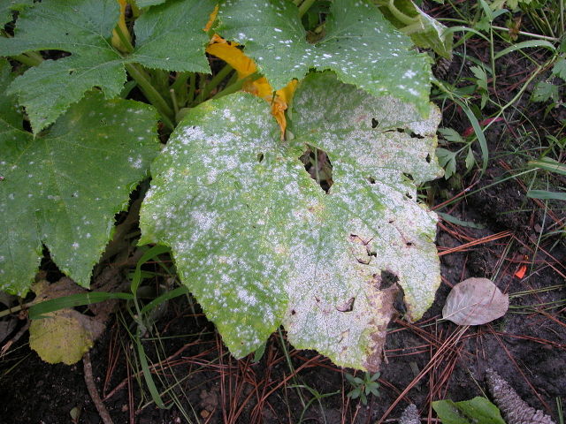 
          Actions du soufre sur les maladies de plantes et les ravageurs