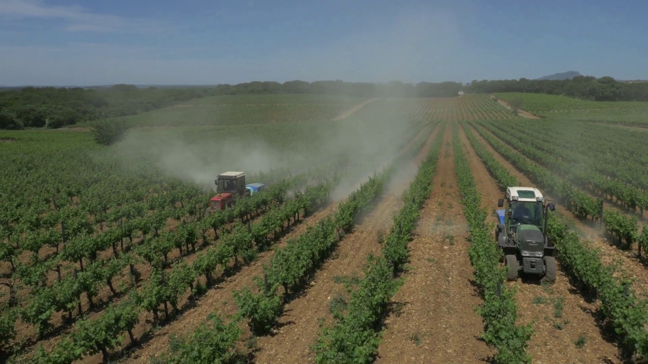 
          Le soufre et son utilisation dans l’agriculture: Soufre pour poudrage