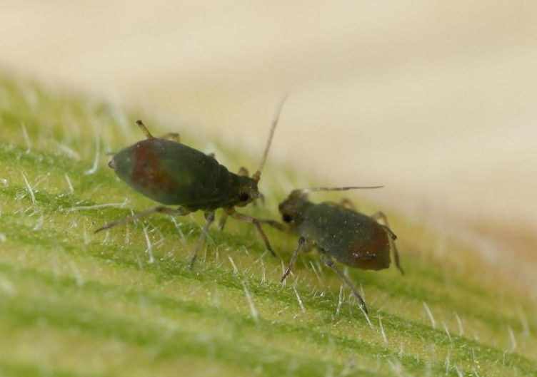 
          Rhopalosiphum padi, espèce fréquente et redoutée à l’automne