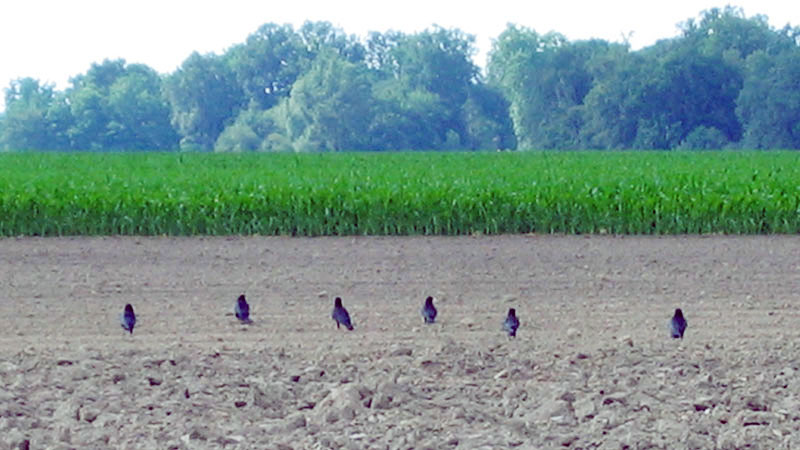 
          Quels sont les facteurs favorisant les attaques d’oiseaux sur les champs de maïs ?