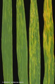
          Clavibacter michiganensis (Mosaïque bactérienne)