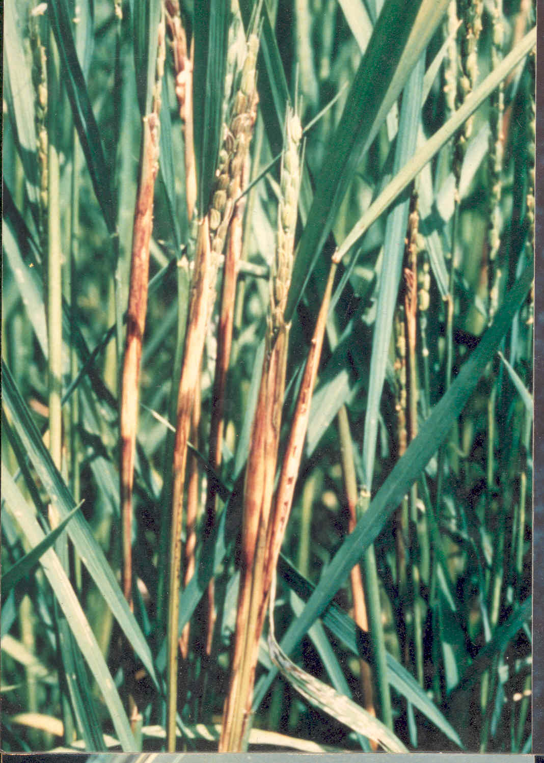 
          Pseudomonas fuscovaginae (Pourriture brune des graines)