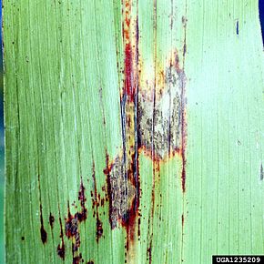 
          Colletotrichum graminicola (Anthracnose des céréales)